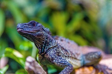 lizard