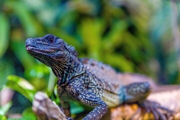 lizard