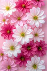 Fototapeta premium A vibrant arrangement of delicate pink and white daisy-like flowers, their petals unfurling gracefully against a soft pastel background
