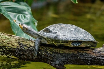 turtle