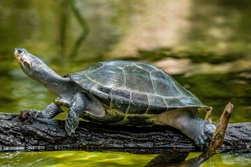 turtle