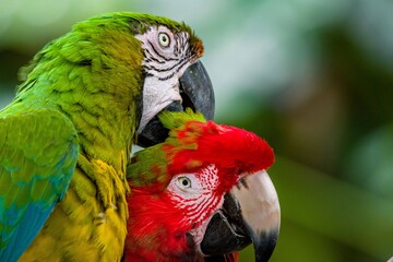 parrot
