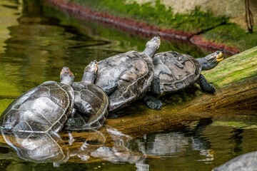 Fototapeta premium parrot