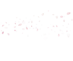 Isolated Sakura Petals Vector On Transparent Background For Spring Design