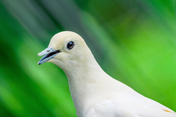 Obraz premium garden