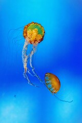 jellyfish