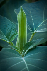 Splendor of flower bud; Brazil's white angel trumpet, angel's tears or snowy angel's trumpet; Brugmansia Suaveolens	
