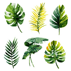 Vibrant collection of tropical leaves showcasing various shapes and shades of green in a botanical art style
