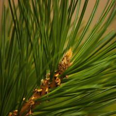 Young European red pine twig, yellow bright shiny bud in bloom, large detailed Pinus sylvestris branchlet macro closeup, Pinaceae family Eurasia tree species, cough syrup concept, sunny bokeh