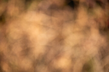 TEXTURAS Y FONDOS FOTOGRAFIA