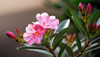 Nerium Oleander Single Pink Blossom And And Unopened Buds Of An Oleander Bush Or Rose Bay And Rose Laurel In A Backyard