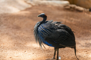 A striking vulturine guineafowl with blue and black plumage stands alert on sandy terrain under natural sunlight.
