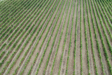 Aerial view  of rows of vines in a vineyard. Green vineyards in Tuscany, Italy