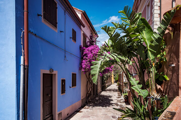 Sunlight illuminates a charming alley in Capraia Isola, Italy, featuring colorful houses, a vibrant bougainvillea plant, and lush tropical vegetation, creating a picturesque Mediterranean scene