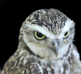 owl with yellow beak and enormous eyes on black background