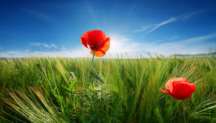 Poppy Flower Among Green Grass On Blue Sky Background