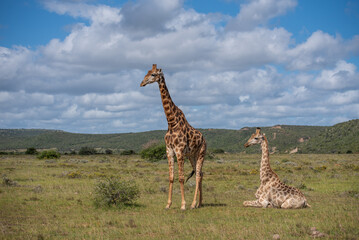 Fototapeta premium Giraffen Paar in der Wildness in Südafrika