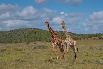 Giraffen Paar in der Wildness in Südafrika