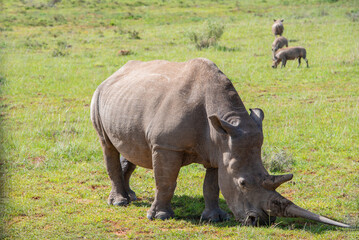 Fototapeta premium Nashorn in der Wildness in Südafrika