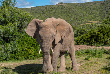 Obraz premium Elefant in der Wildness in Südafrika