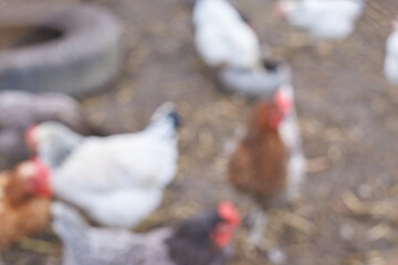 Blurred image of chickens in farmyard setting with light and dark feathers visible.