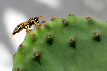 european wasp, Vespinae side view on a opuntia cactus, wasp feeds on the sweet sap of the opuntia