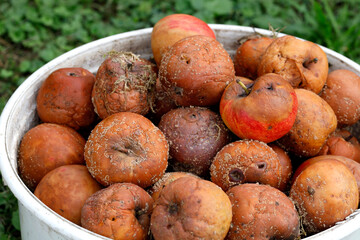 white bucket filled with rotten and moldy apples, close up of old apples collected in a bucket