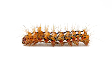 caterpillar or larva of a Acronicta rumicis, the knot grass moth isolated on white background