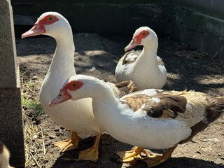 Three adult Muscovy ducks standing outdoors on natural ground in sunlight. Free-range poultry on a small sustainable farm, representing organic agriculture, eco-friendly food production and rural life