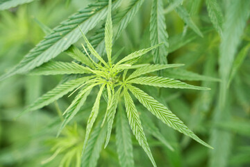 Close up of vibrant cannabis plant leaves with intricate patterns in a lush green environment.