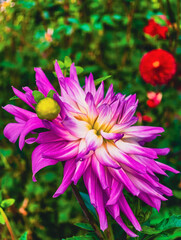 Fototapeta premium Stunning Purple Flower Bloom - Vibrant Floral Photography for Digital Backdrops, Home Decor, Social Media Content, Aesthetic Avenues, and Marketing Materials for Nature Lovers and Garden Enthusiasts