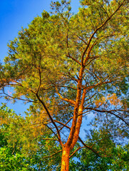 Majestic Pine Forest Landscape - Serene Woodland Scenery with Towering Trees, Ideal for Nature Photography, Eco-Friendly Design, Outdoor Adventures, Desktop Backgrounds. Natural Wallpaper 