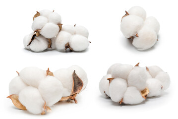 Cotton flower branch isolated on white background.