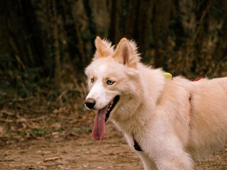 Siberian Husky dog with light fur and blue eyes walking and playing outdoors in nature, on paths, fields and near water.