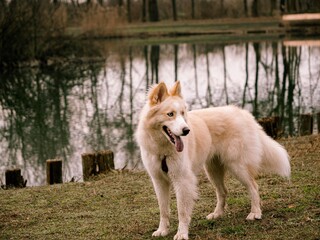 Siberian Husky dog with light fur and blue eyes walking and playing outdoors in nature, on paths, fields and near water.