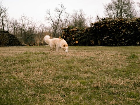 Siberian Husky dog with light fur and blue eyes walking and playing outdoors in nature, on paths, fields and near water. - Powered by Adobe