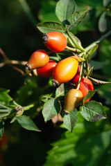 Red rose hips. Close-up of rose hips on a branch