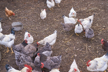Flock of various breeds of chickens grazing in a farmyard setting.