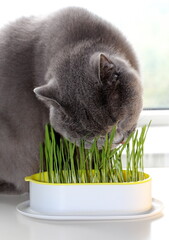 Plush grey cat Scottish Straight breed eats fresh sprouted oats