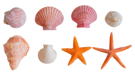 Obraz premium A collection of colorful seashells and starfish showcasing various shapes and textures.
