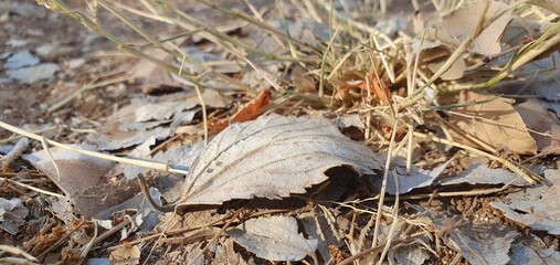 A detailed ground-level view of a dry, curled leaf resting on the earth in warm afternoon light. A poignant, natural scene symbolizing autumn, decay, and time.