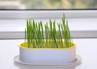 Sprouted oat grains for cats in a special plastic microgreens dish