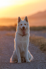 PERRO PASTOR BLANCO SUIZO CON PUESTA DE SOL