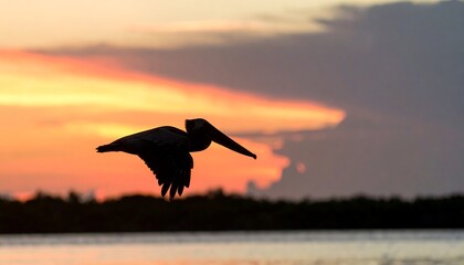 Silhouette of pelican in flight at sunset