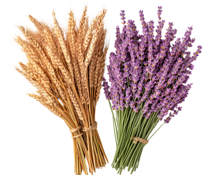 two bunches of red wheat and purple lavender, each with 50 individual flowers. transparent background.