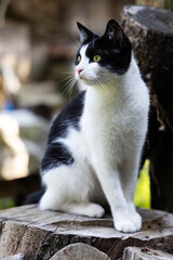 A charming black and white cat sits gracefully on a tree stump in a peaceful outdoor setting. The image captures the cat's detailed fur and the serene natural background, making it a delightful scene 