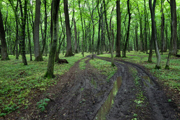 A muddy dirt road with deep ruts disappears into a dense summer forest. Tall trees with lush green canopies line both sides, creating a sense of wild and unexplored nature.