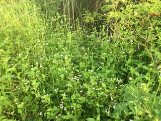 Green Herbs and Wildflowers on the Ground – Nature Close-Up in Autumn Light
