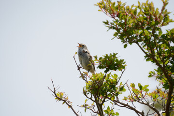 木の枝に止まり、ほーほけきょ、と鳴く鳥、鶯、うぐいす。