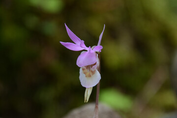 絶滅危惧種、レッドリスト、布袋欄、ほていらん。釣舟蘭、つりふねらん。